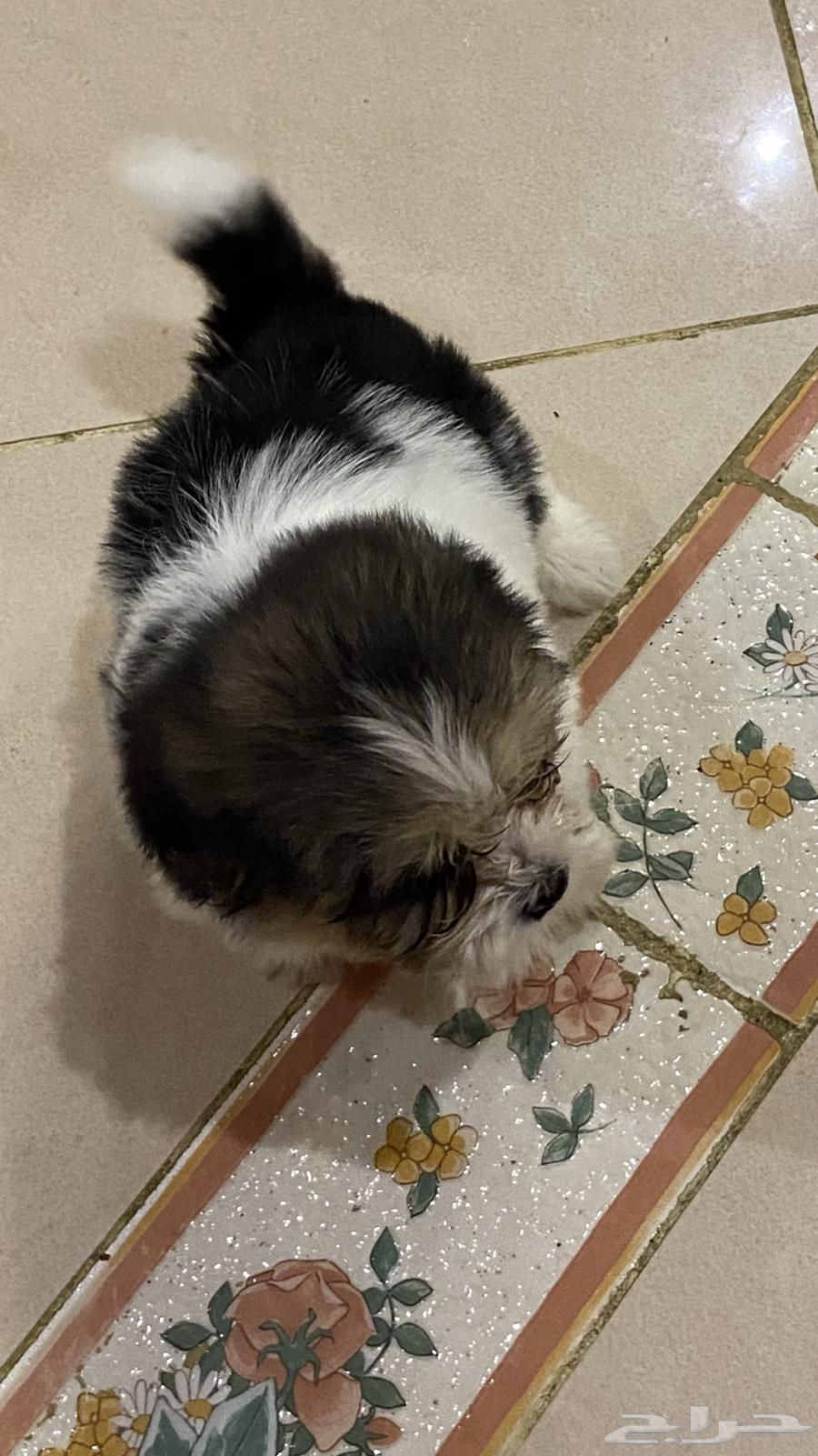 كلاب مالتيز للبيع64584447236994111