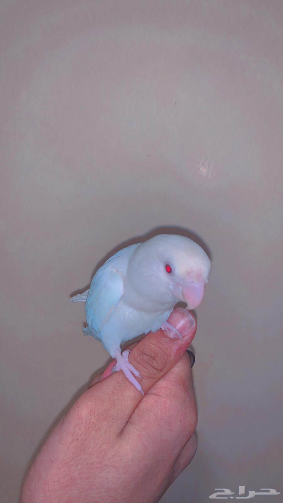 للبيع روز انثى64579937878401110