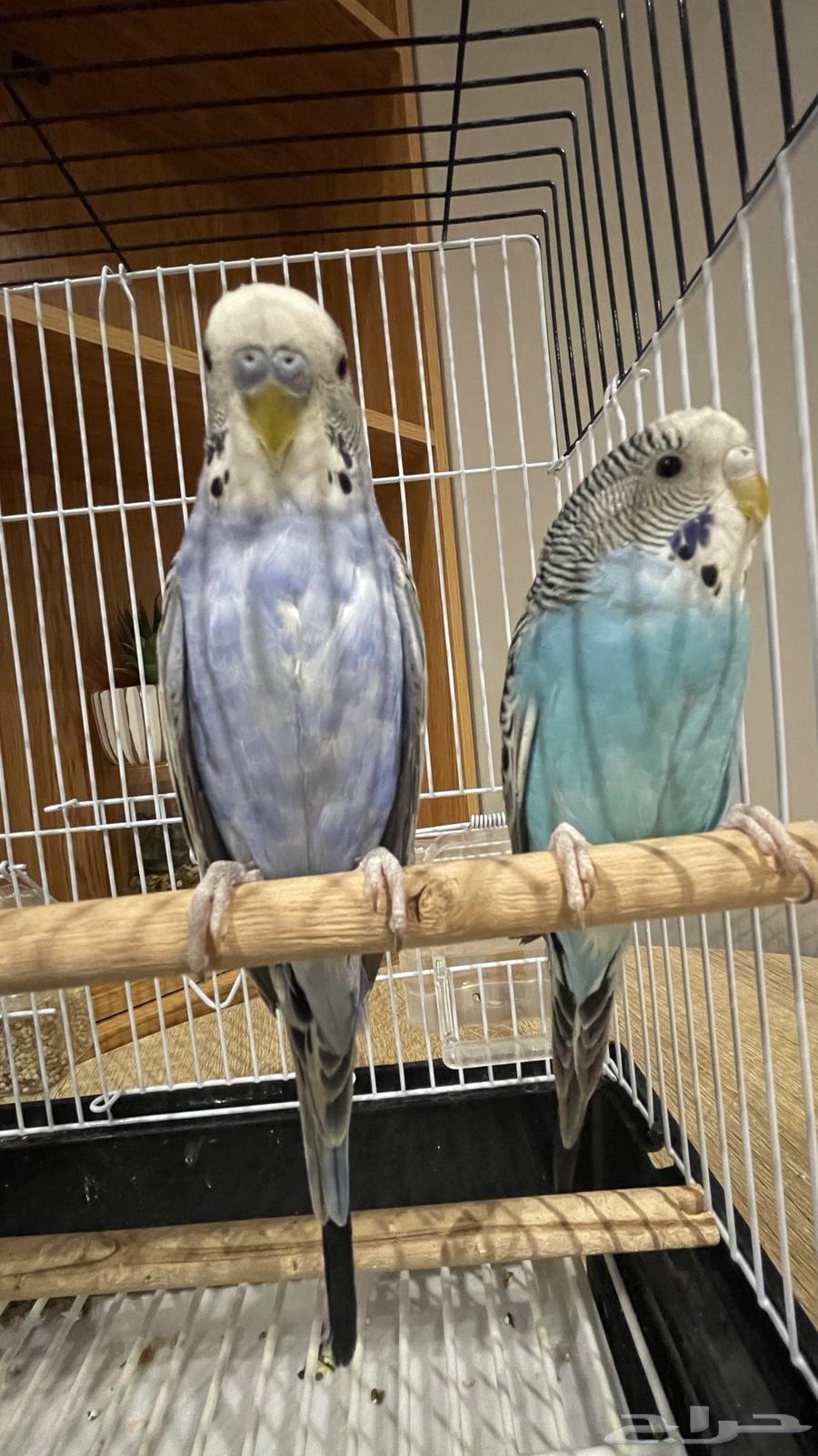 عصافير الحب64584701611009110