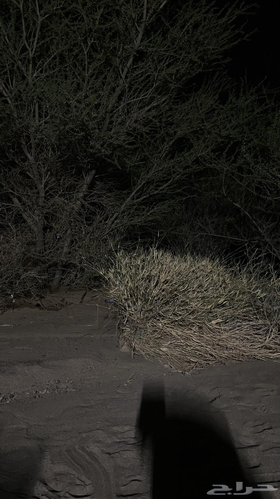 سيكل نضيف ناقصه لستك64580963189378110