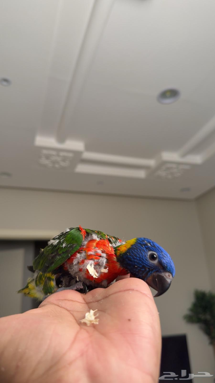 Farkh Lori64476170713986112