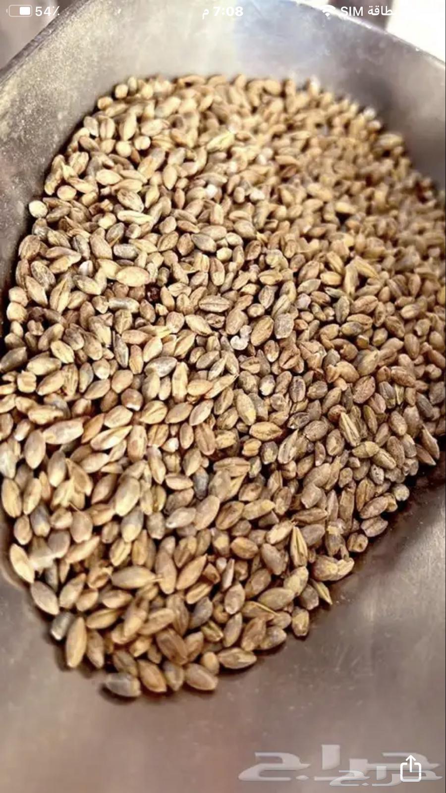 بلبوله مغربيه شعير البلبوله المغربيه64586326699906113