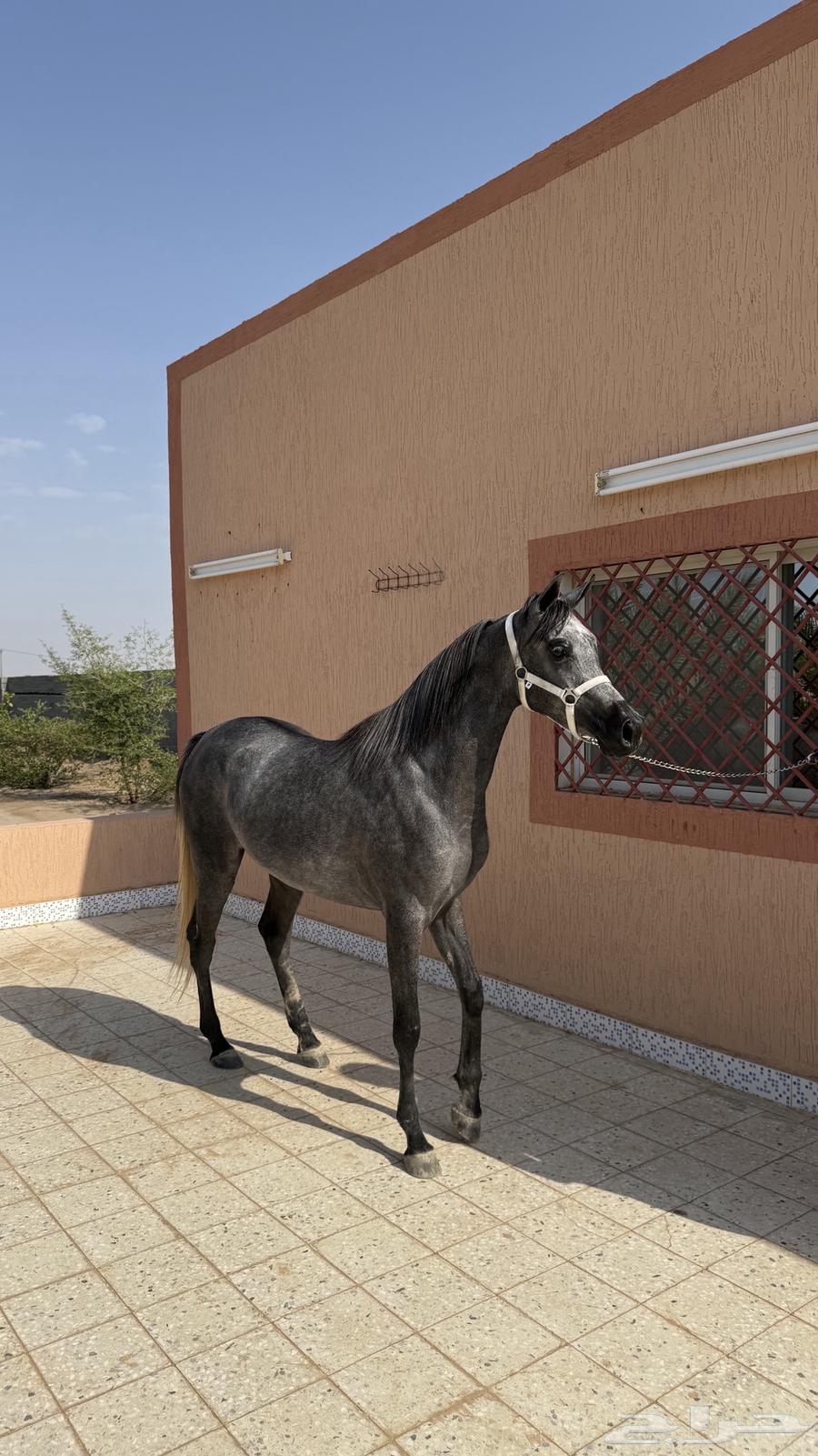 مهرة واهو مصرية بيور64582373201025110