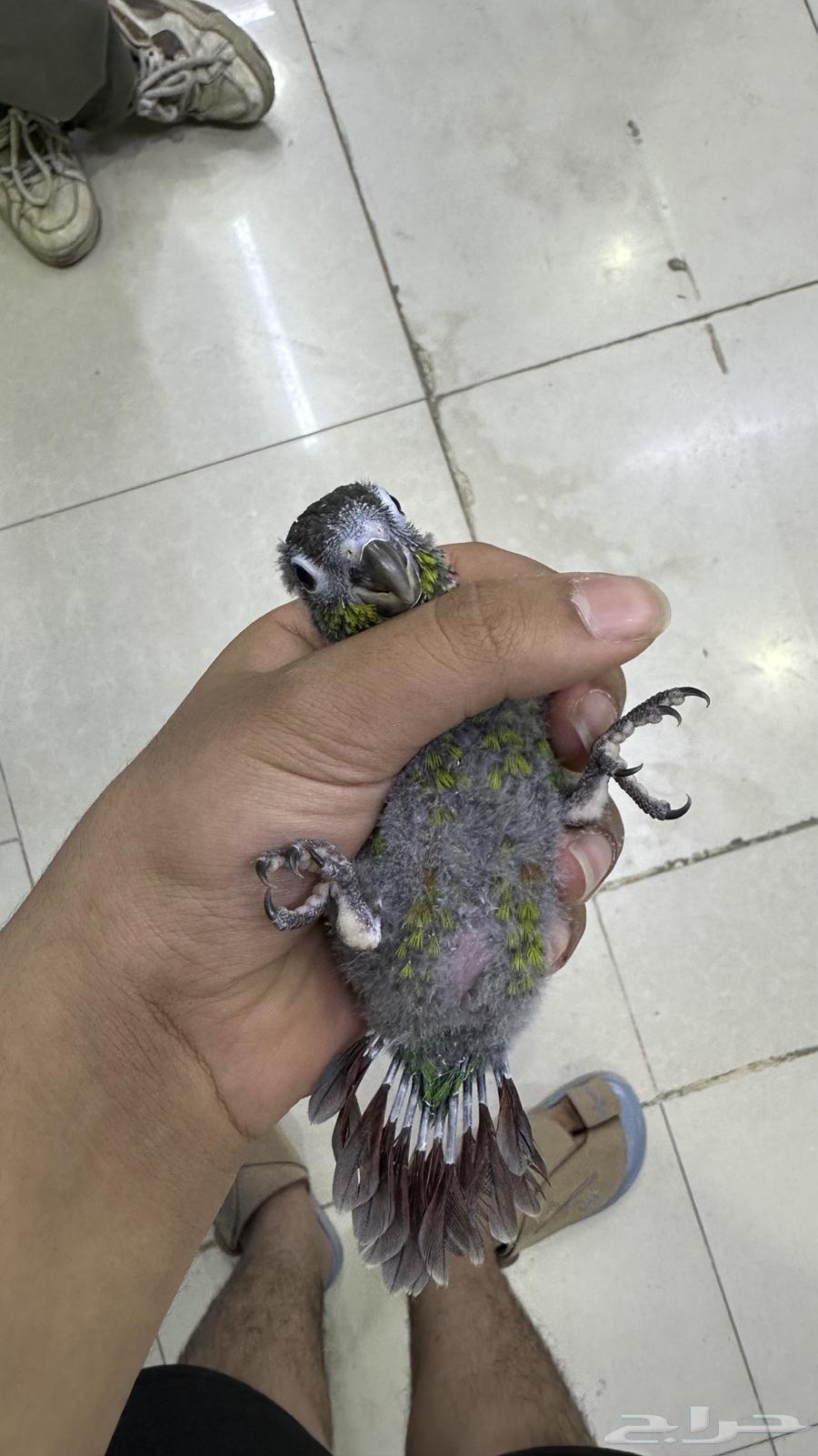 فرخ كنيور قرين شك .64483205322753111