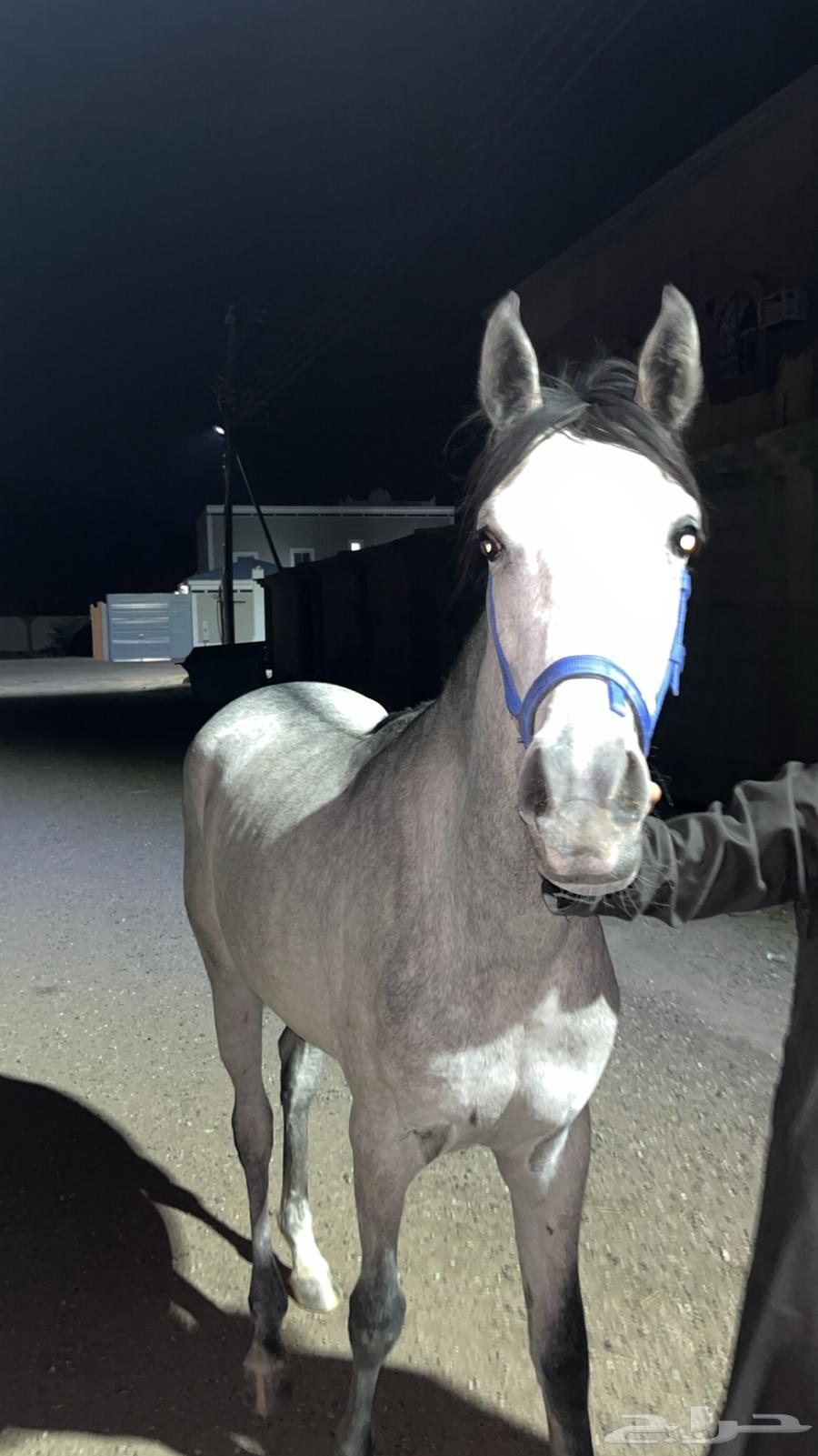 حصان مصري شعبي64587640117378112