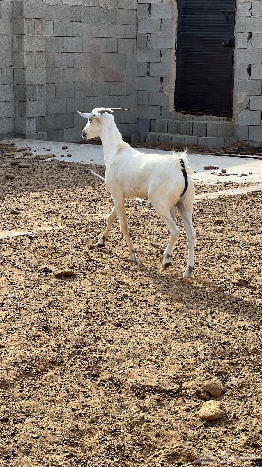 تيس بيشي جذع (تم البيع)64579855744514114