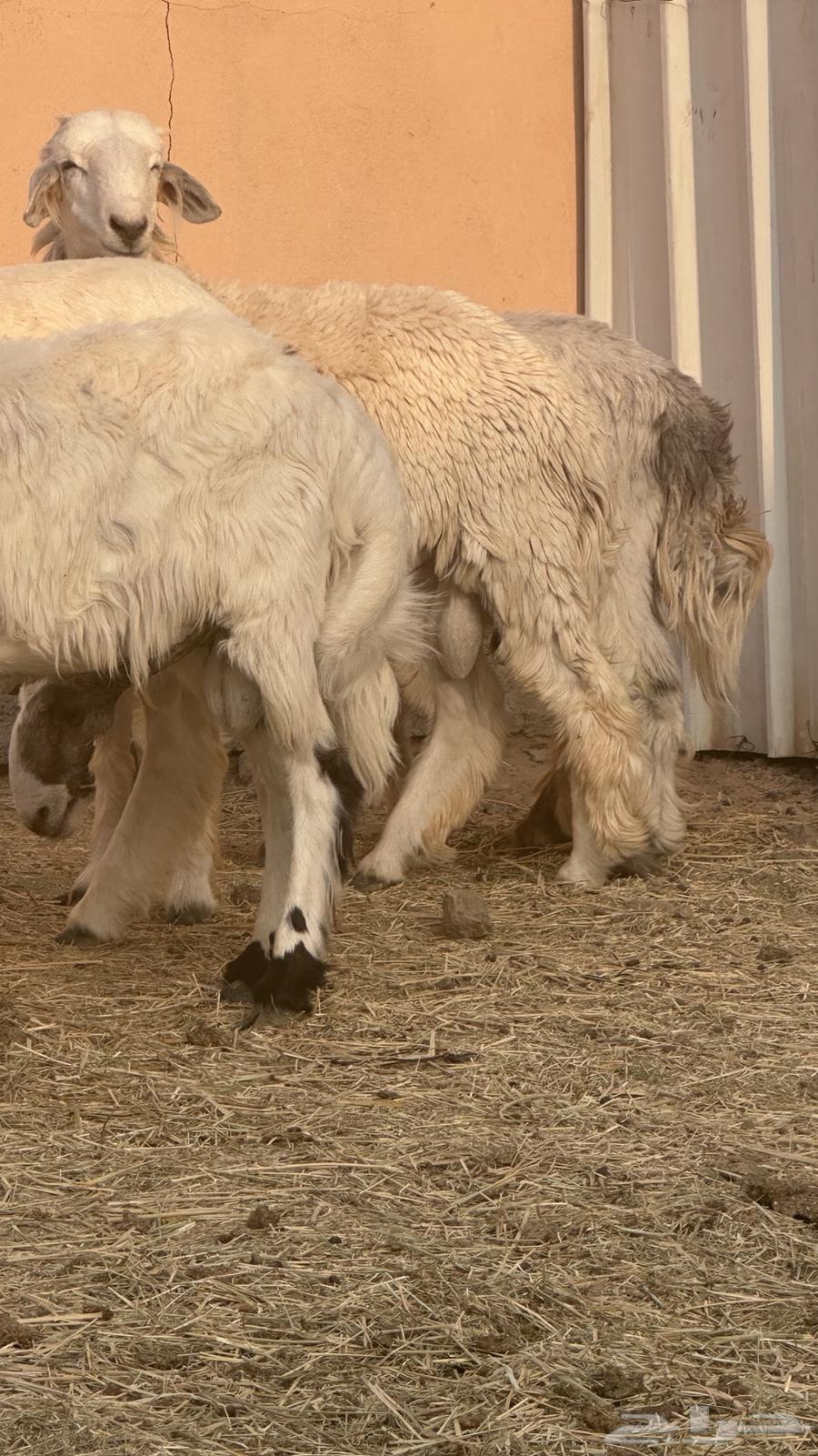 طليان للبيع جمله وتفريد64584841982851114