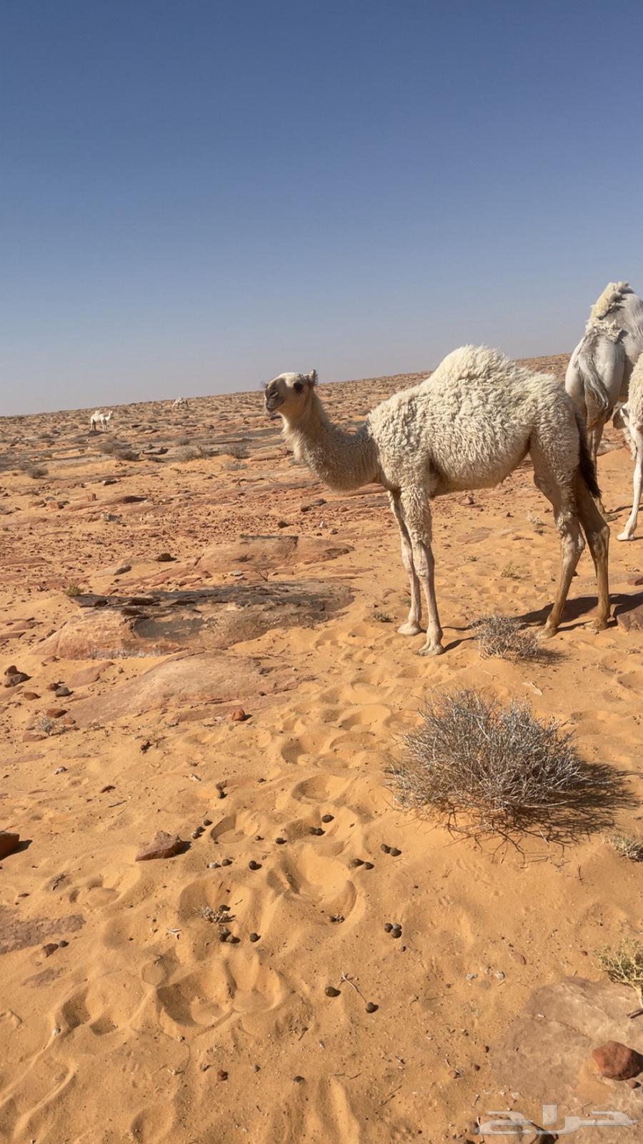 بكره باتليه مخلوله طيبه على زمل الثقفي64584106922243112