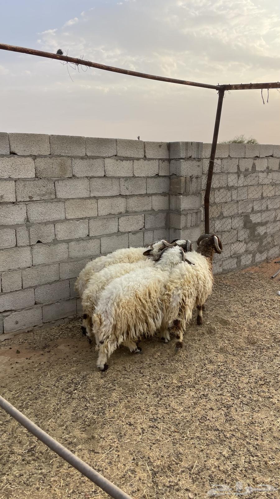 غنم نعيم جذعان طيبه64581621651970110