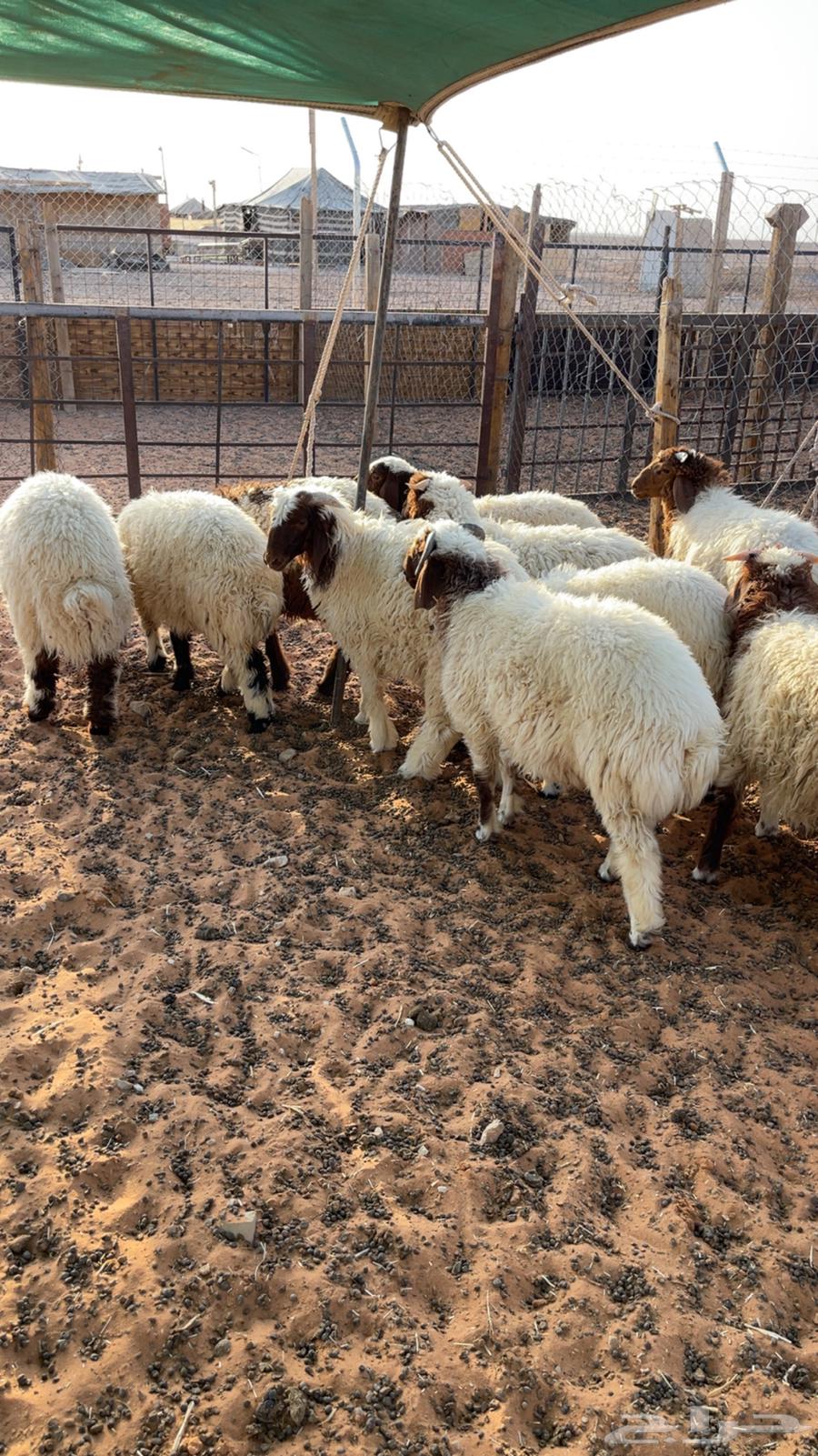 للبيع بهم نعيم( تم البيع )64584404593409111