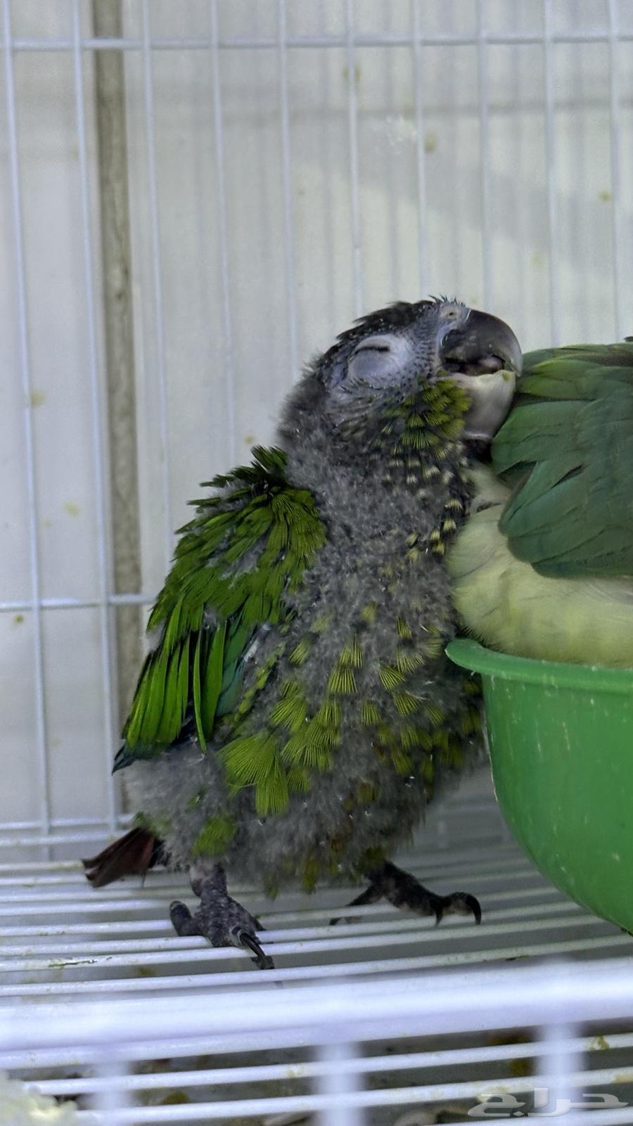 فرخ كنيور قرين شك .64483205322753113