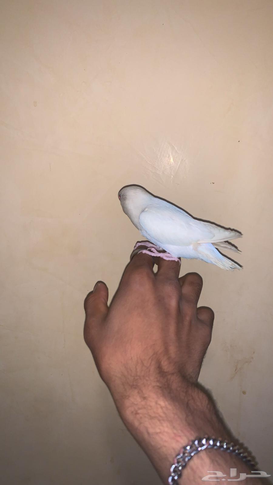 للبيع روز انثى64579937878401113