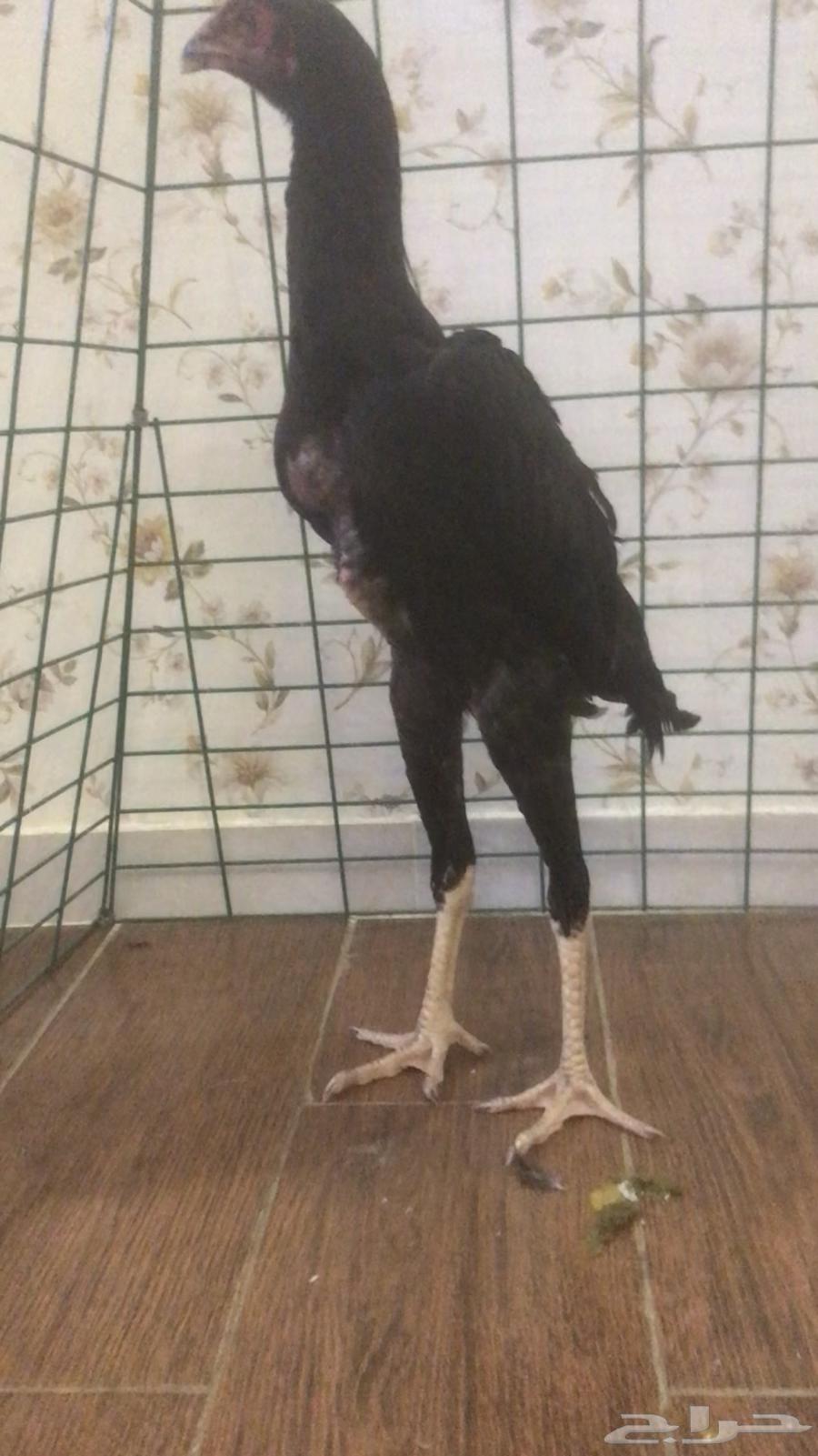 فرخ شامو الماني للبيع64588061549954110