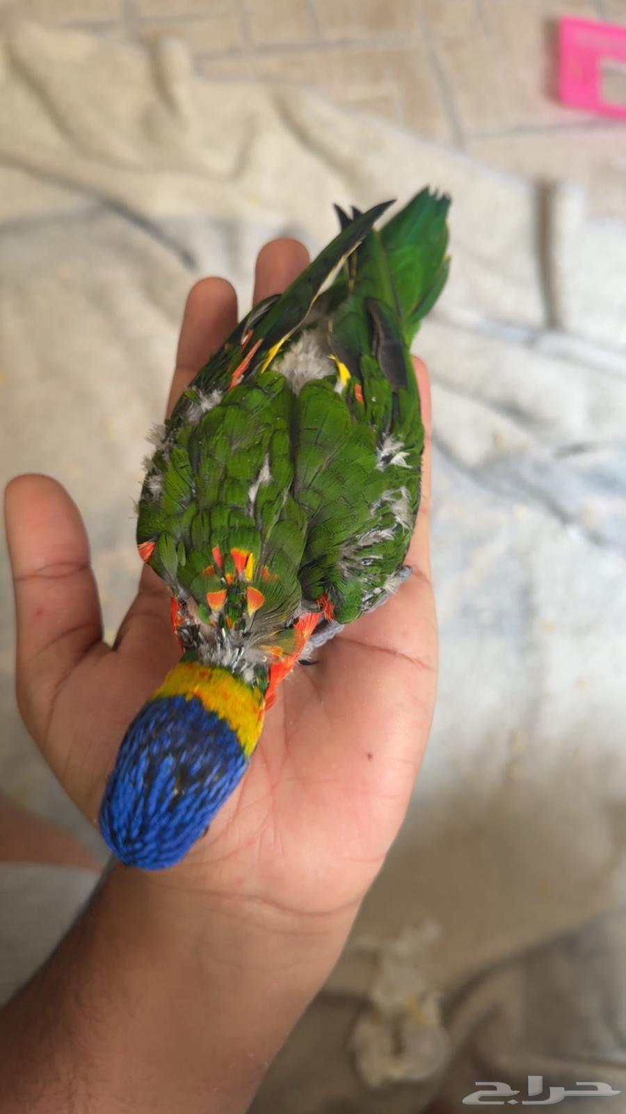 Farkh Lori64476170713986111