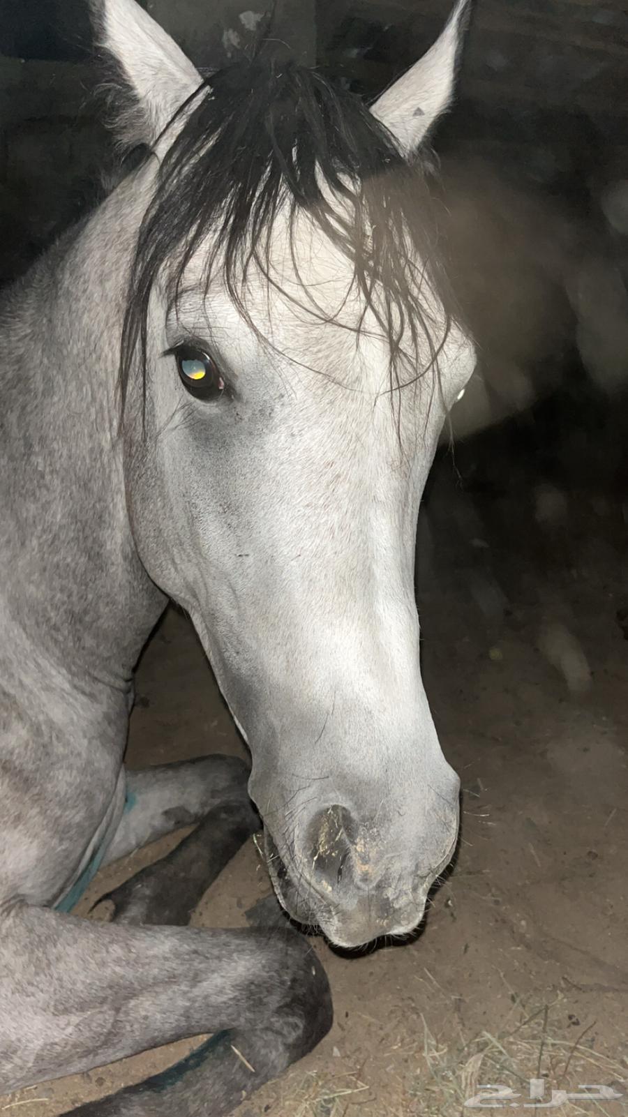 حصان مصري شعبي64587640117378111