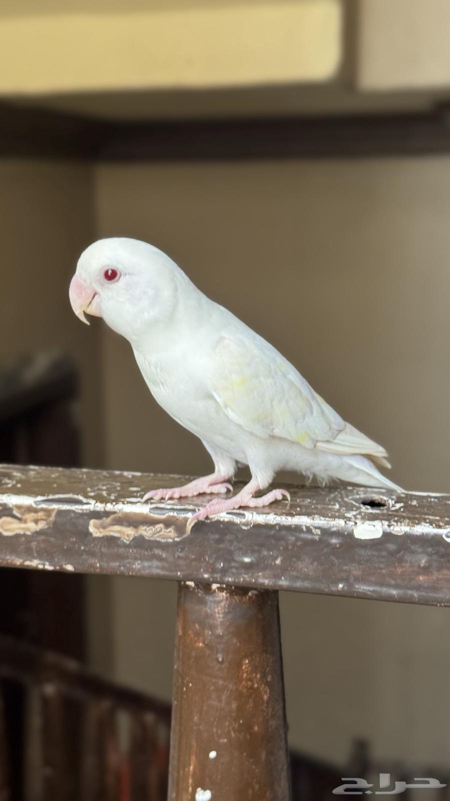 روز البينو64455386720899110