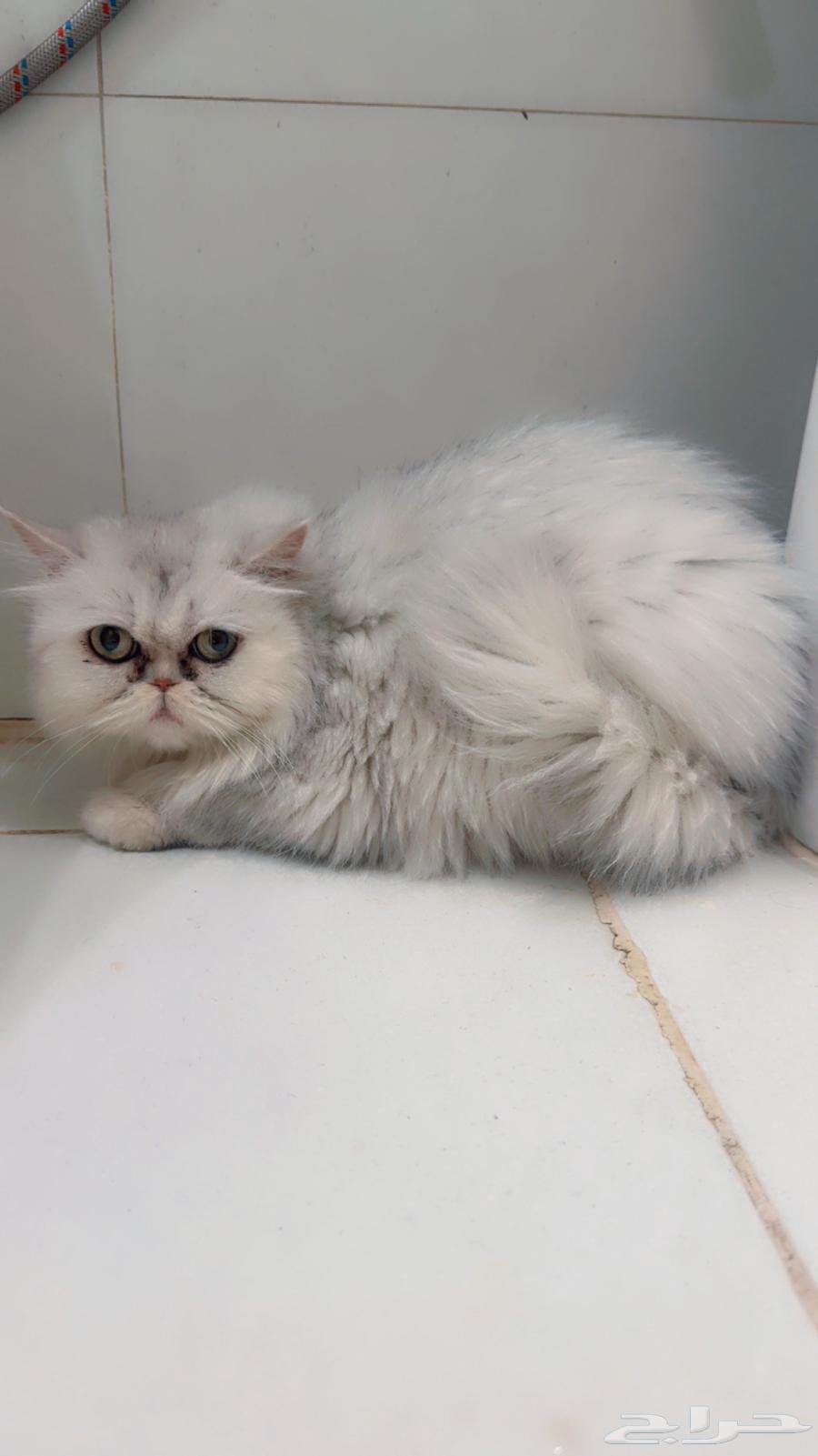 للبيع هملاياء64580690243969110