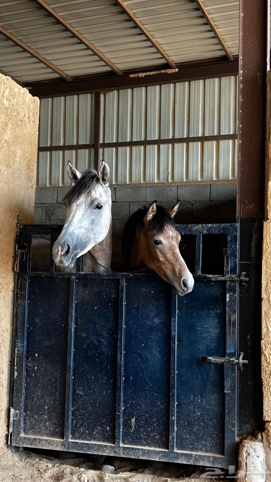 فرس جزيريه64409505460995112