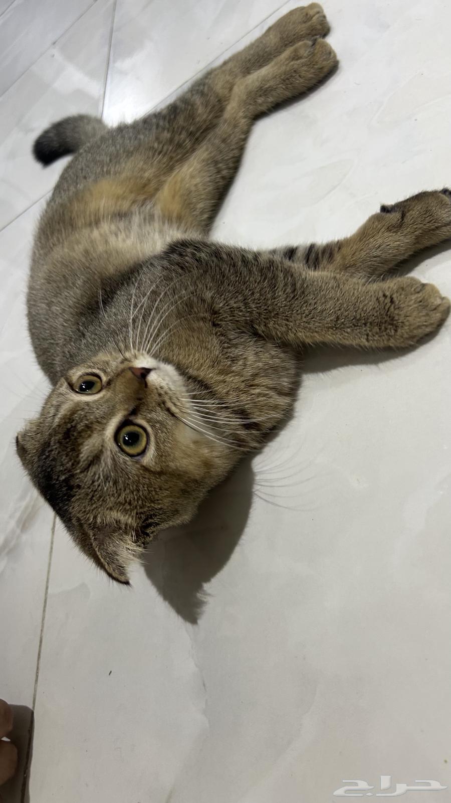 Scottish Fold Cat64579759922817111