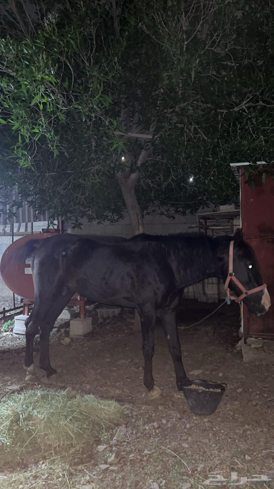 ( للبيع ) حصان او خيل انقليزي جزائري بحاله سليمه عمره 664583880393347111