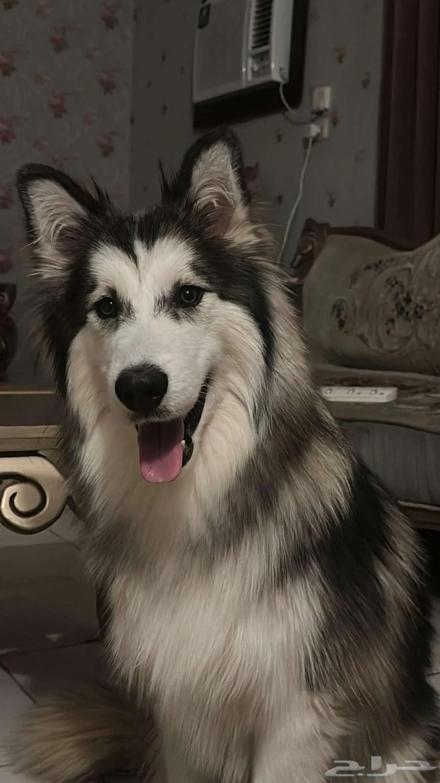 كلب هاسكي للبيع64580894545794110