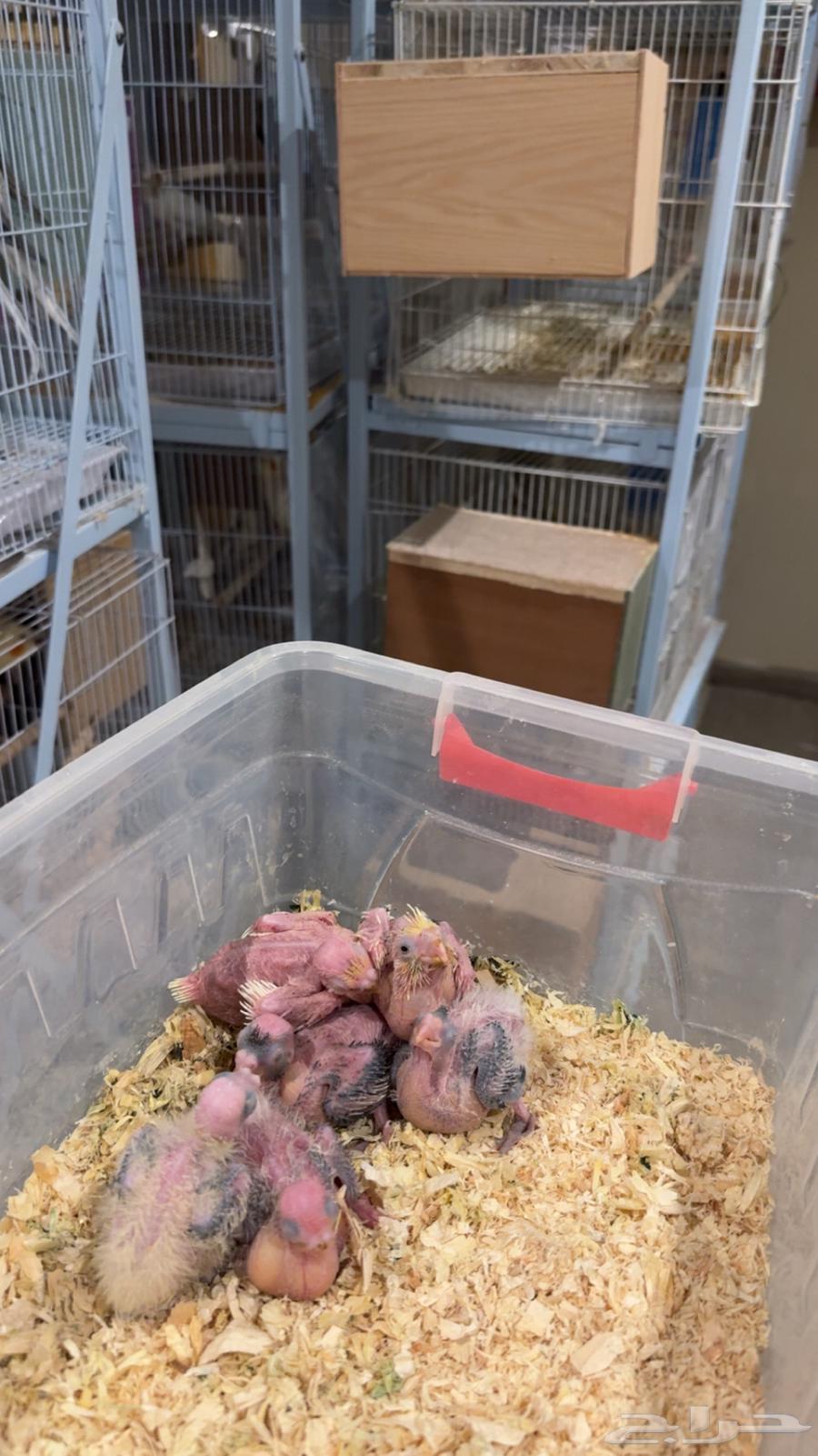 تم البيع64585868943107111