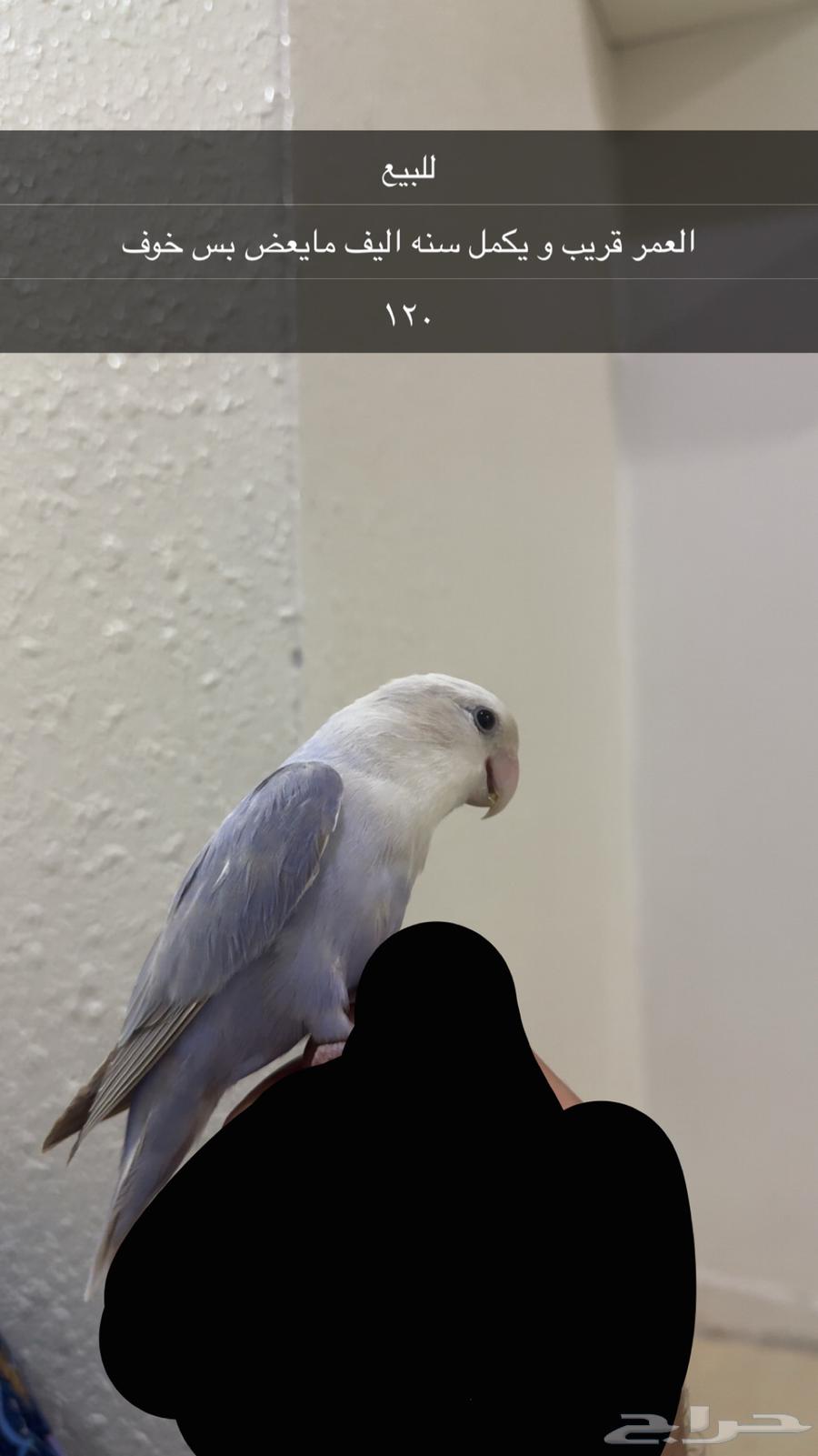 طيور روز للبيع64566147942019111