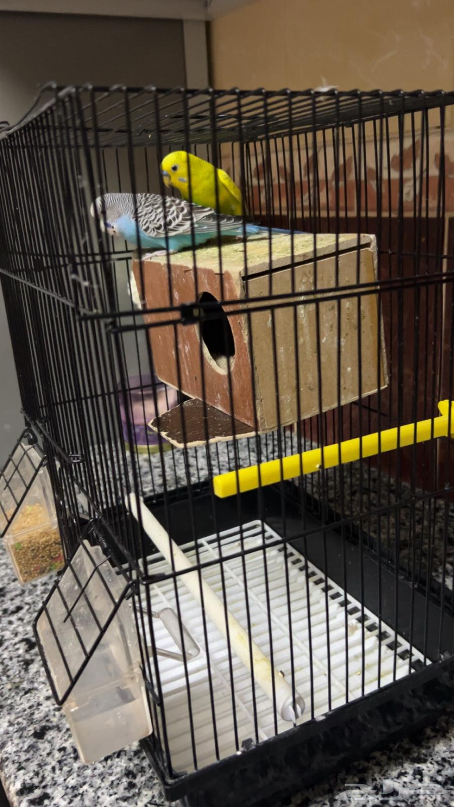 طيور بادجي طيور الحب64580143801602112