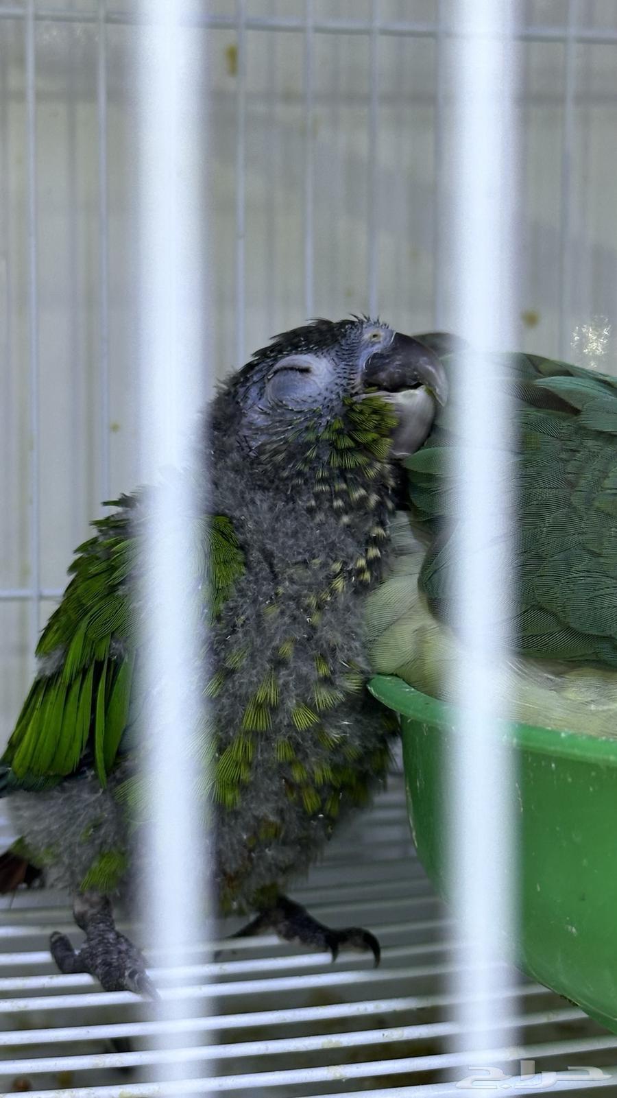 فرخ كنيور قرين شك .64483205322753112