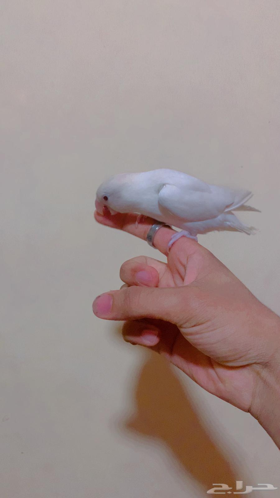 للبيع روز انثى64579937878401112