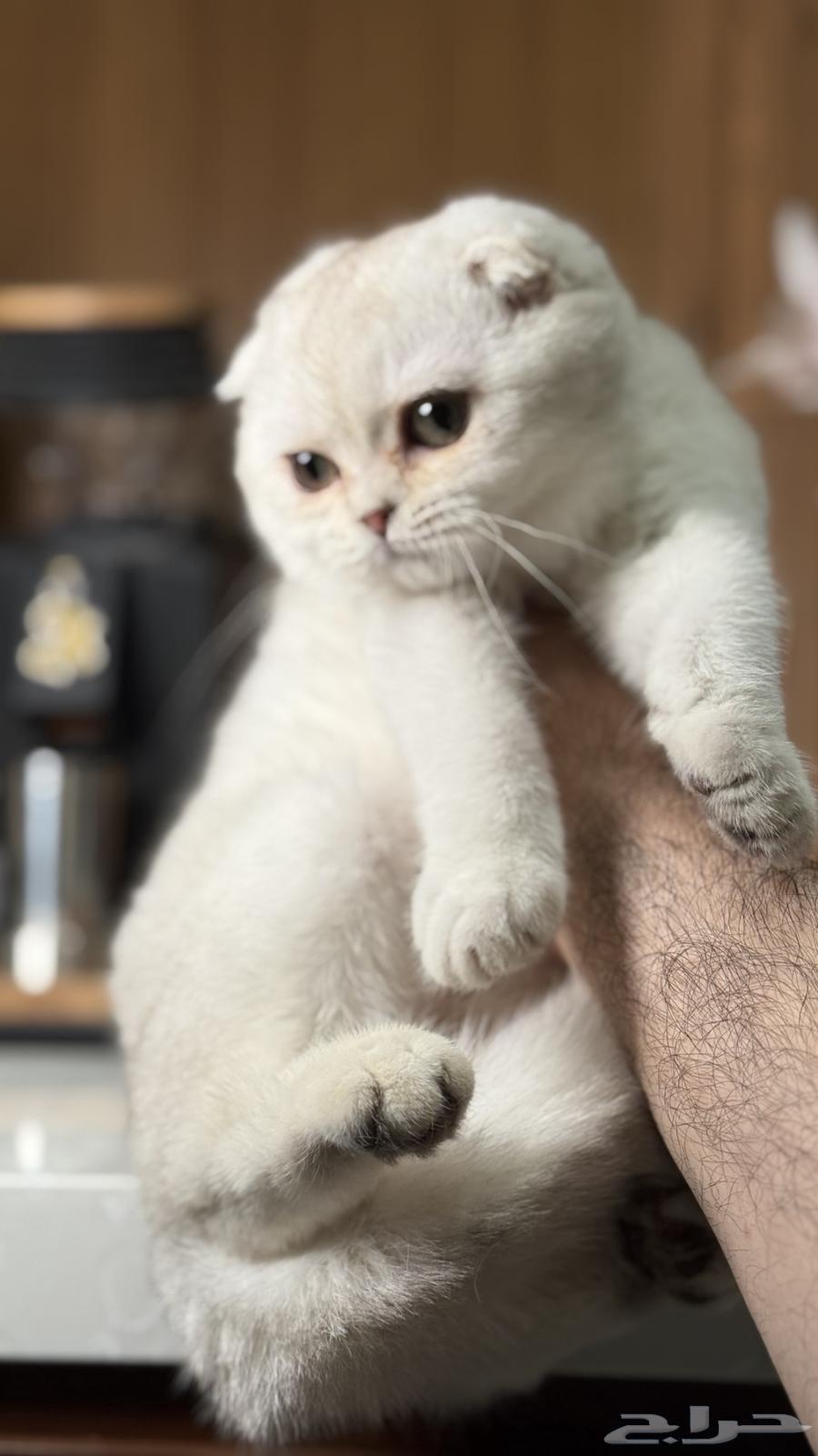 للبيع كيتن سكوتش تربل فولد سلفر فاخر64496778366595113