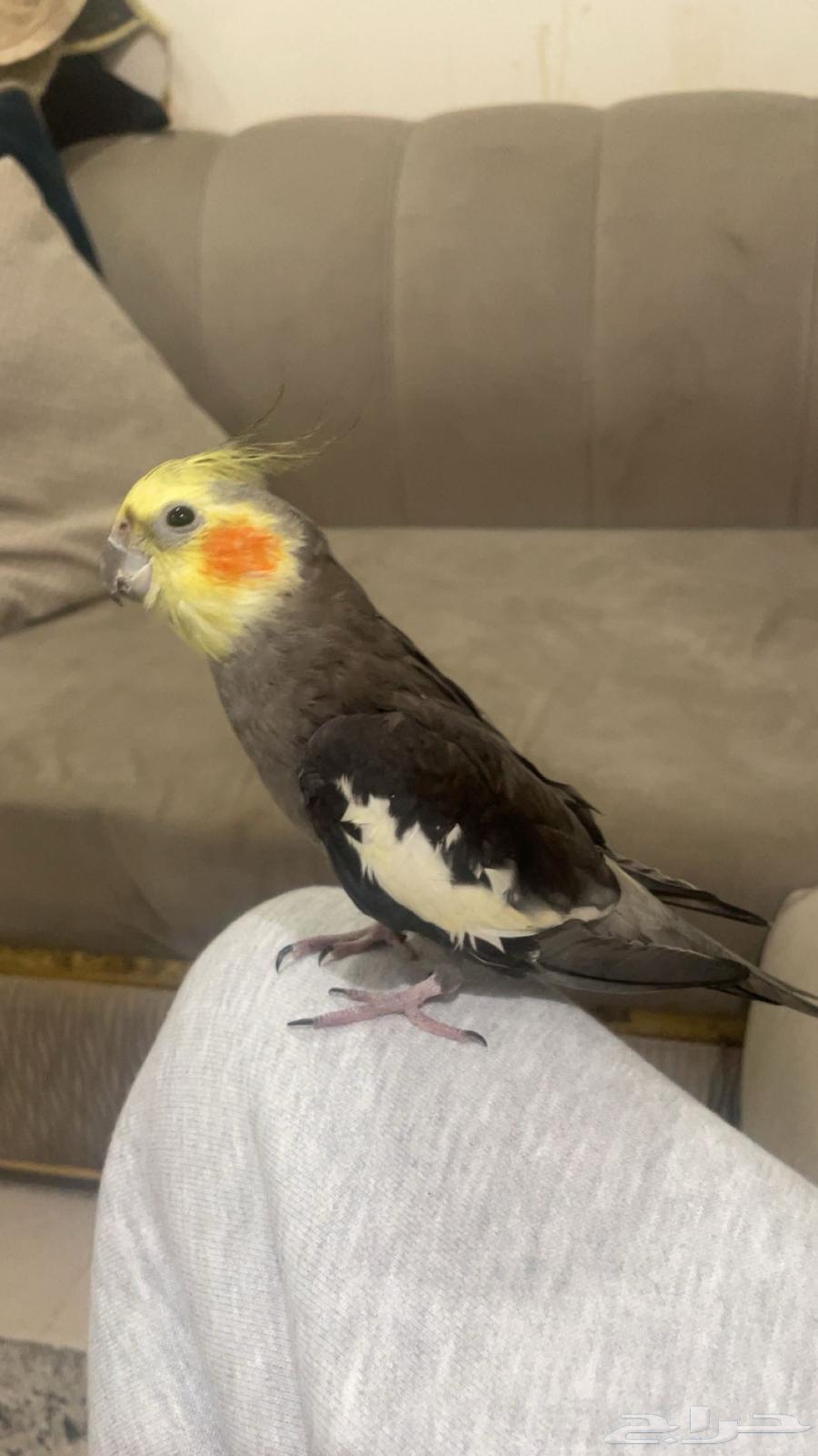 كروان نورمل نص ولافه عمره 9 شهور64583725347202110