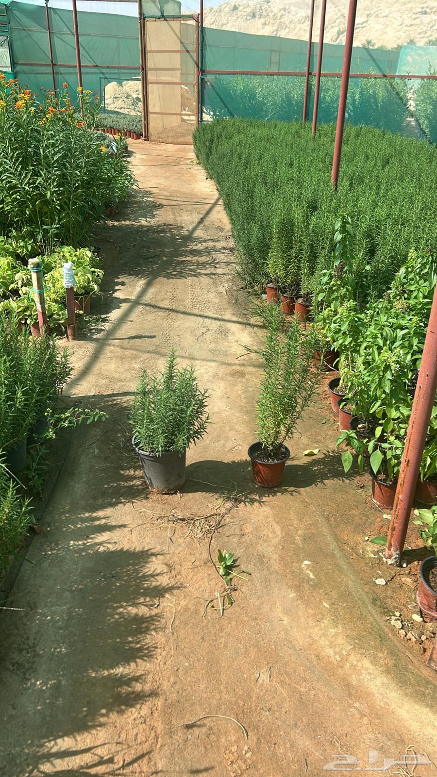 اشجار مميزة وأسعار جملة وقطاعي64583823569795110