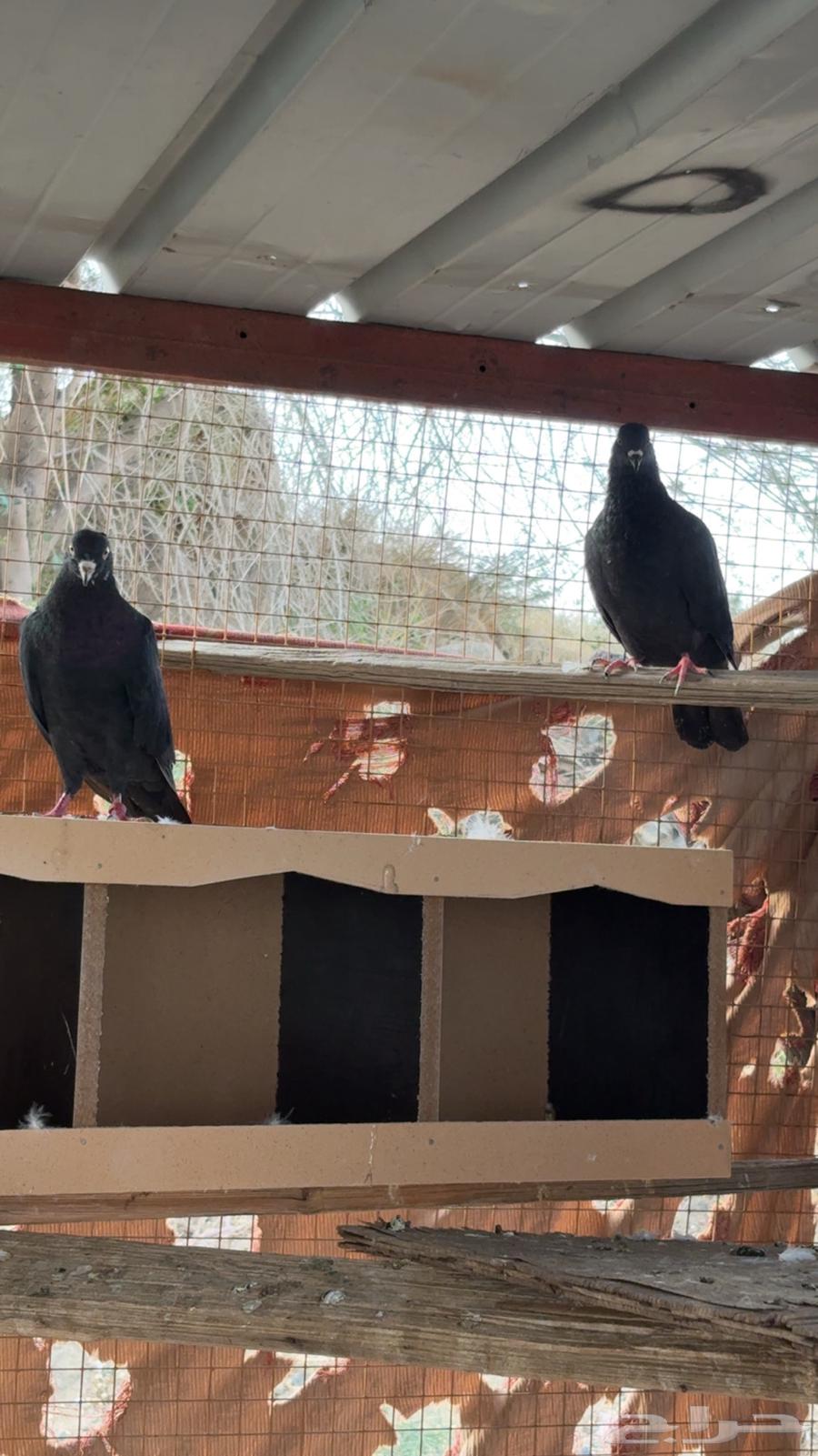 حمام مشكل رقاص قطيفي باكستاني64580717390465113