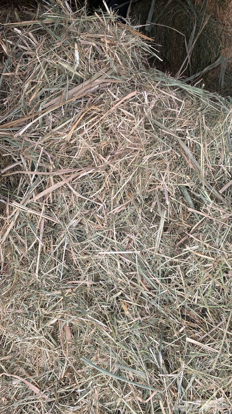 علف من المزرعه64581593886465113