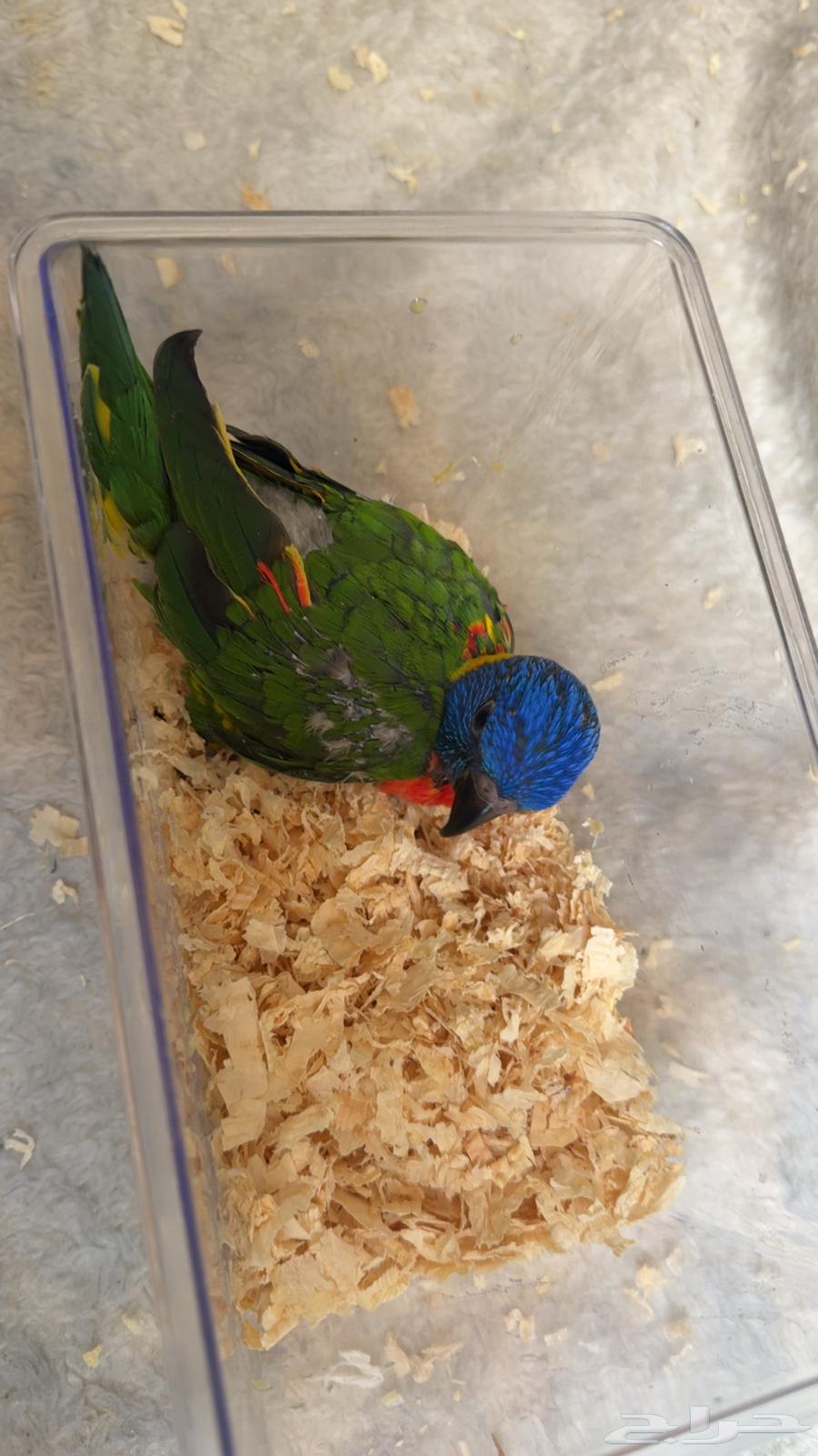 Farkh Lori64476170713986110