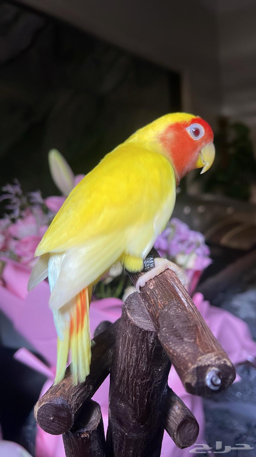 للبيع ببغاء الروز64581196786561111