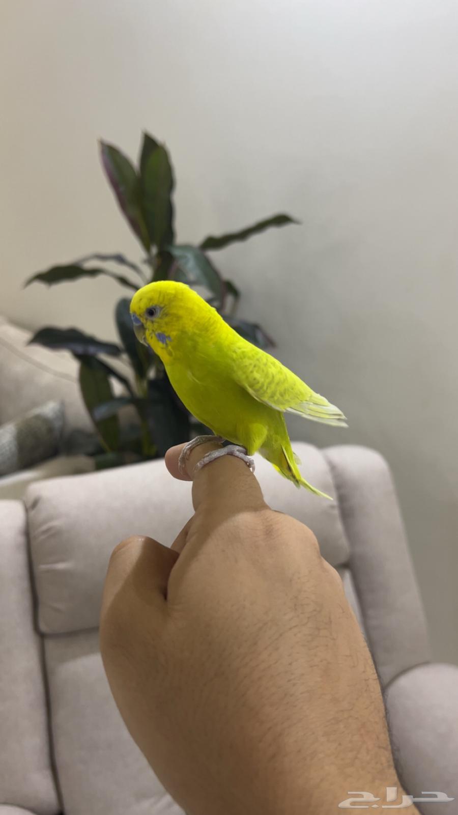 طير الحب64611679302274111