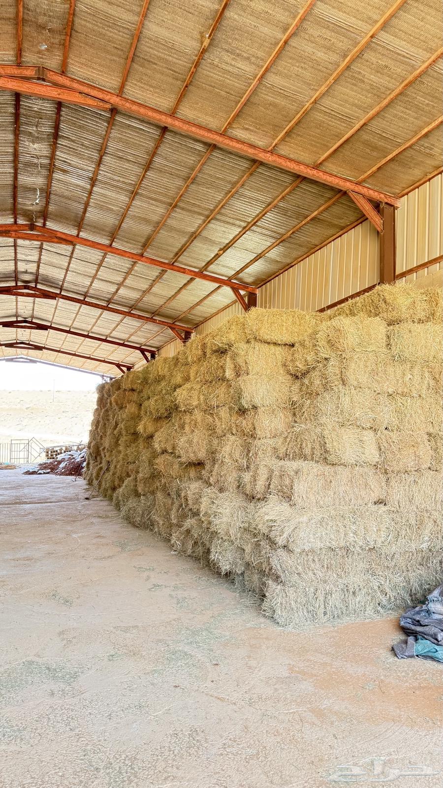 برسيم يابس64583725362433112