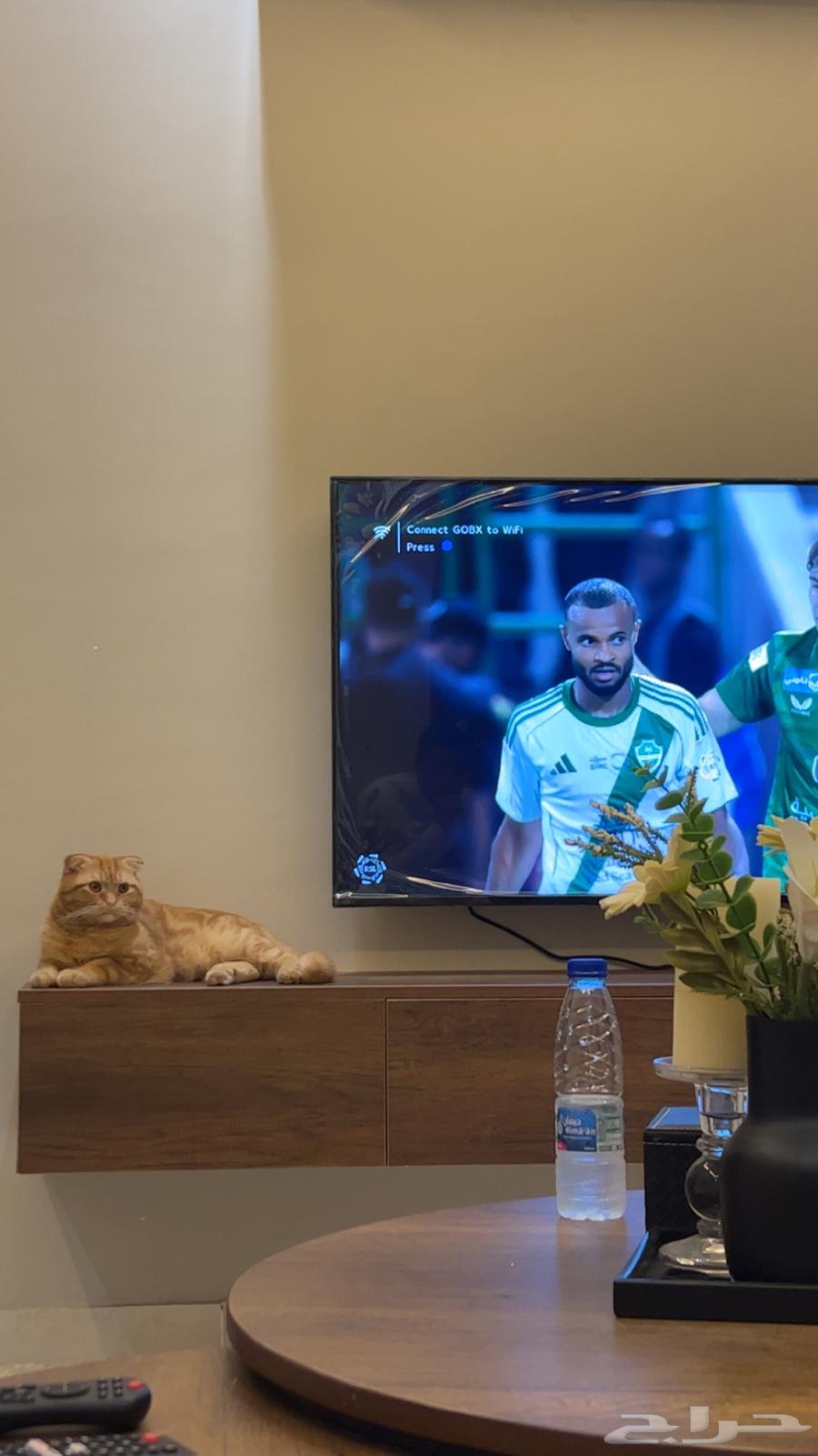 قط سكوتش للبيع64584588843009110