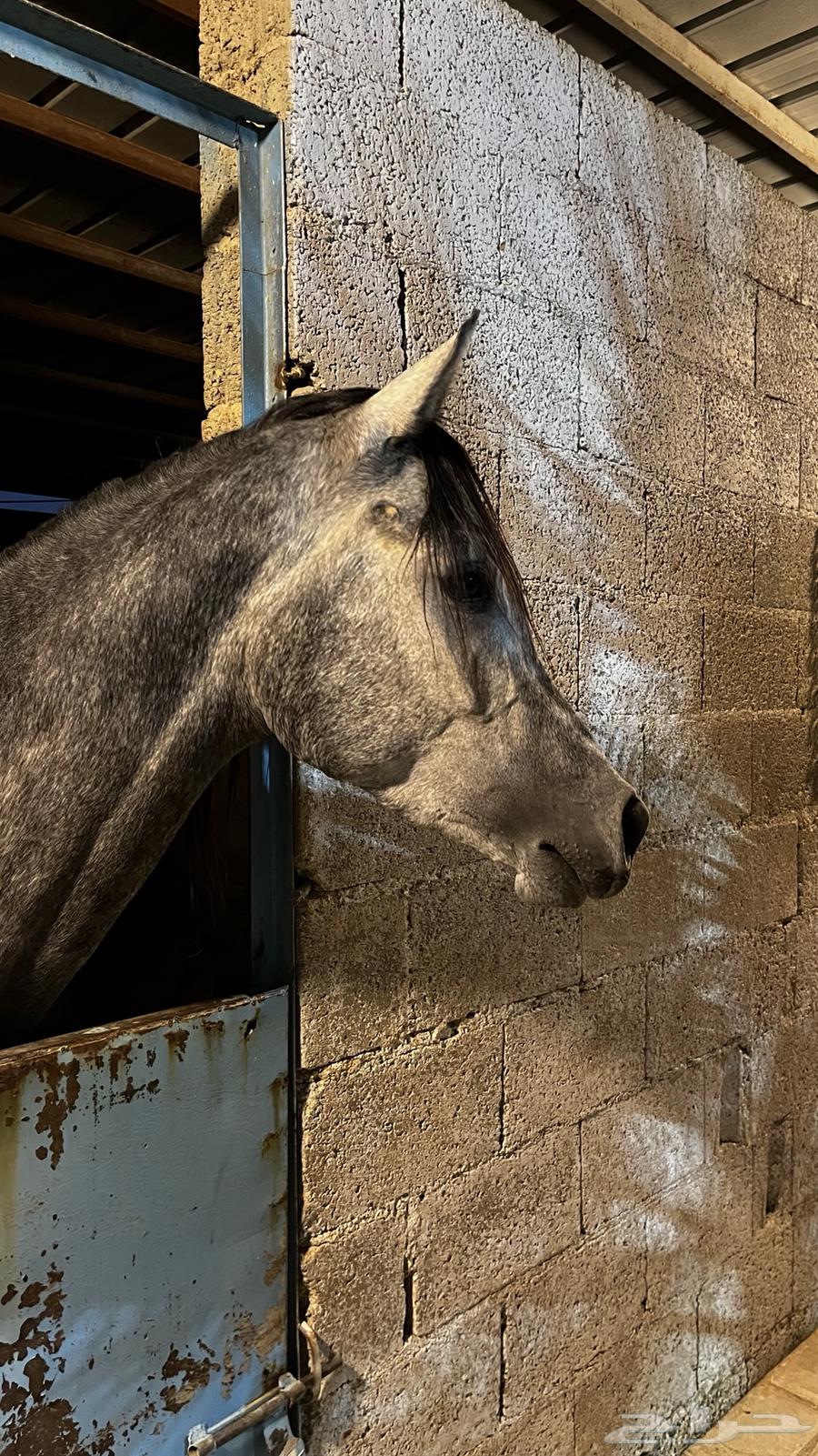 خيل شعبي شيخ للبيع64582214778498112