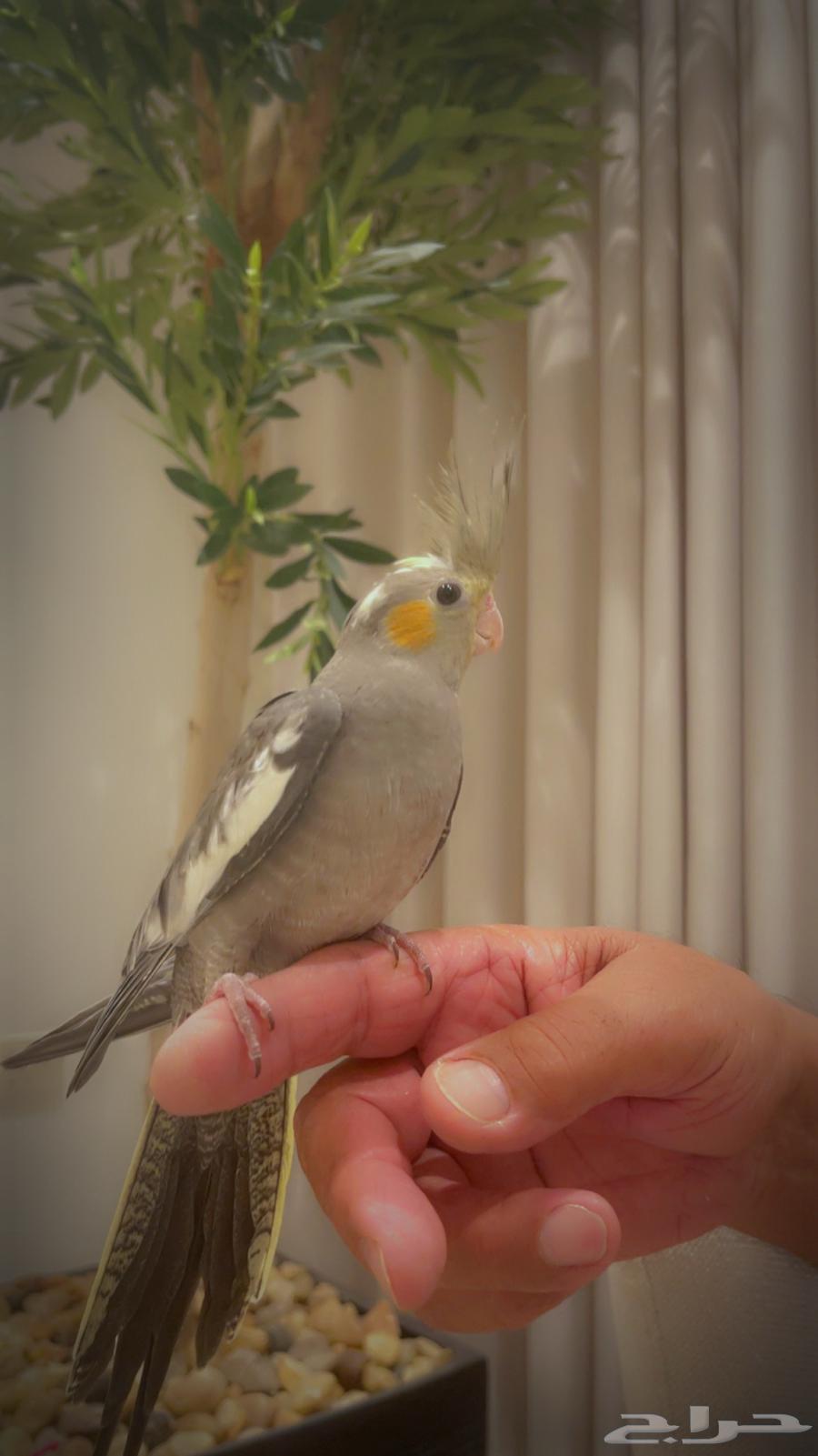 كروان وليف يناسب الصغار والكبار تم البيع64584588895234110