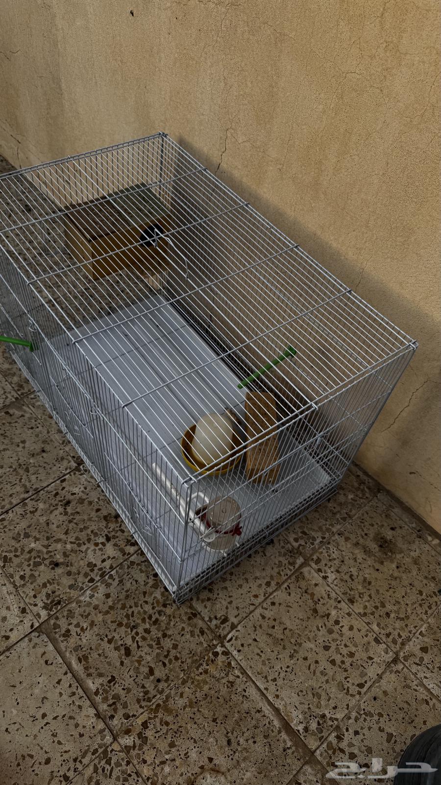 قفص عصافير نظيف64584461311745112