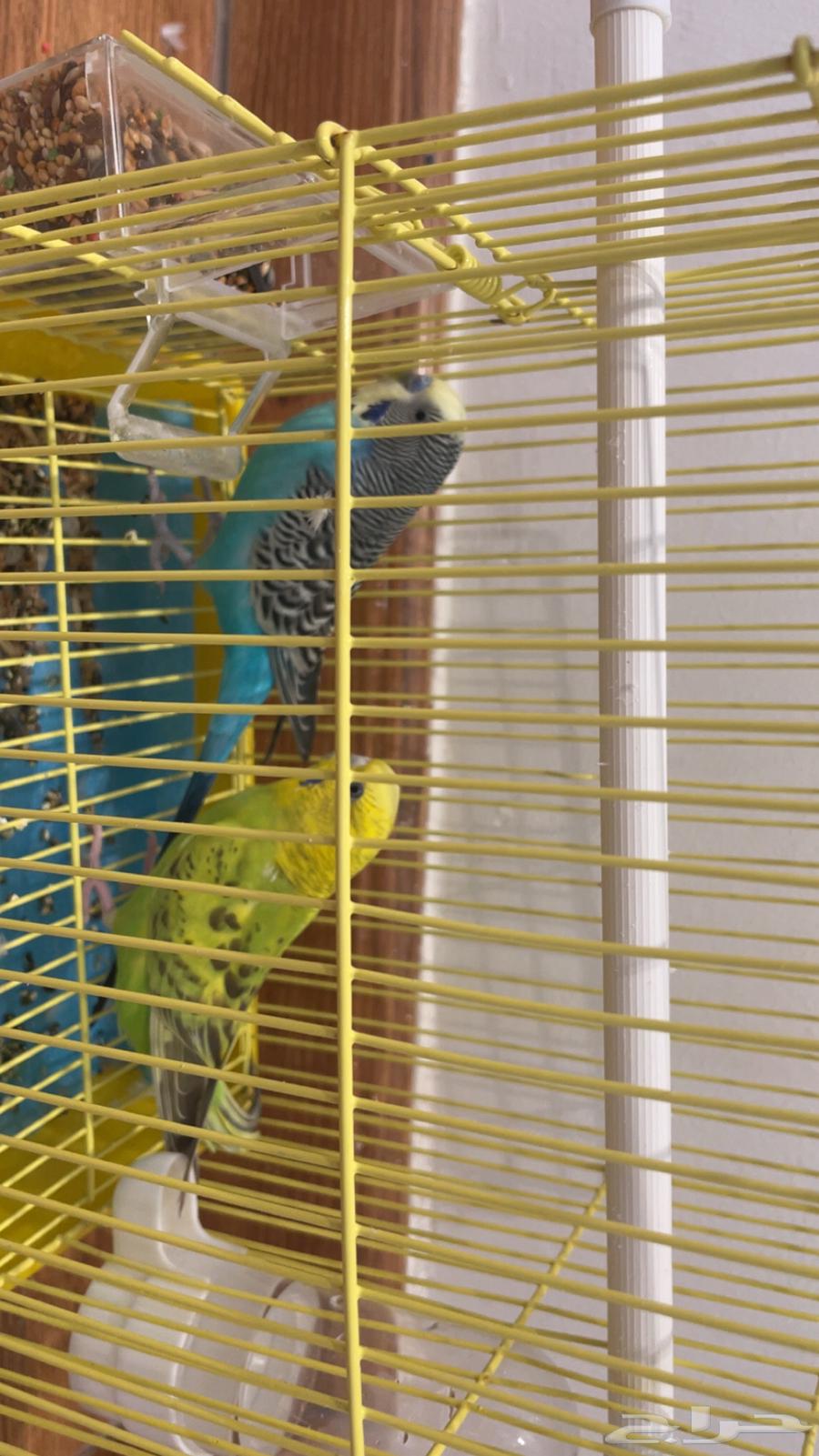 طيور الحب64586526643587111