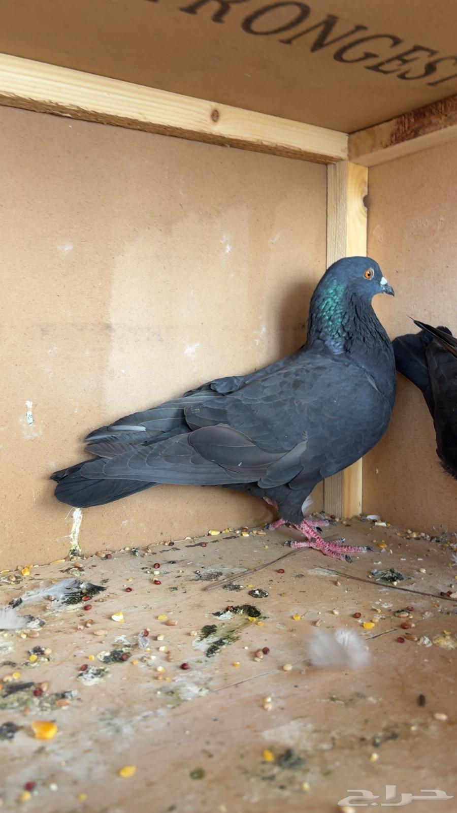 حمام مشكل رقاص قطيفي باكستاني64580717390465111