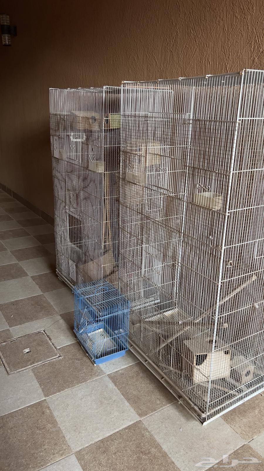 اقفاص طيور للبيع64584687601921110