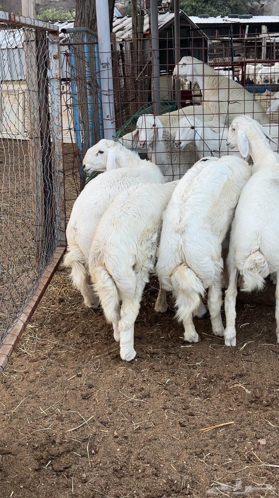 للبيع طليان جبر64585452325891110