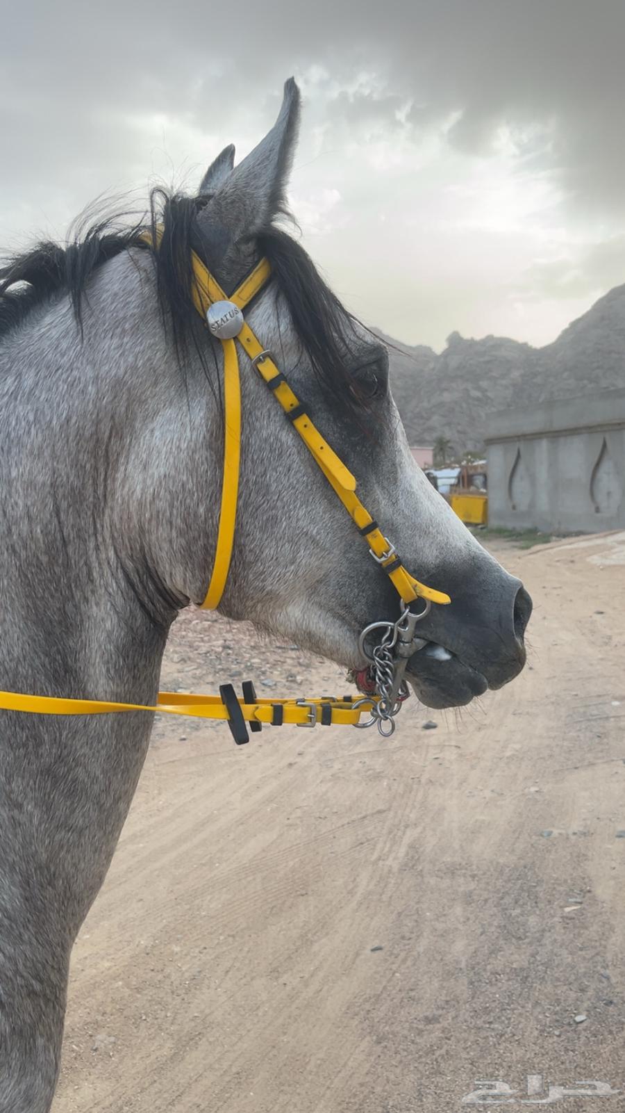 حصان مصري شعبي64587640117378110