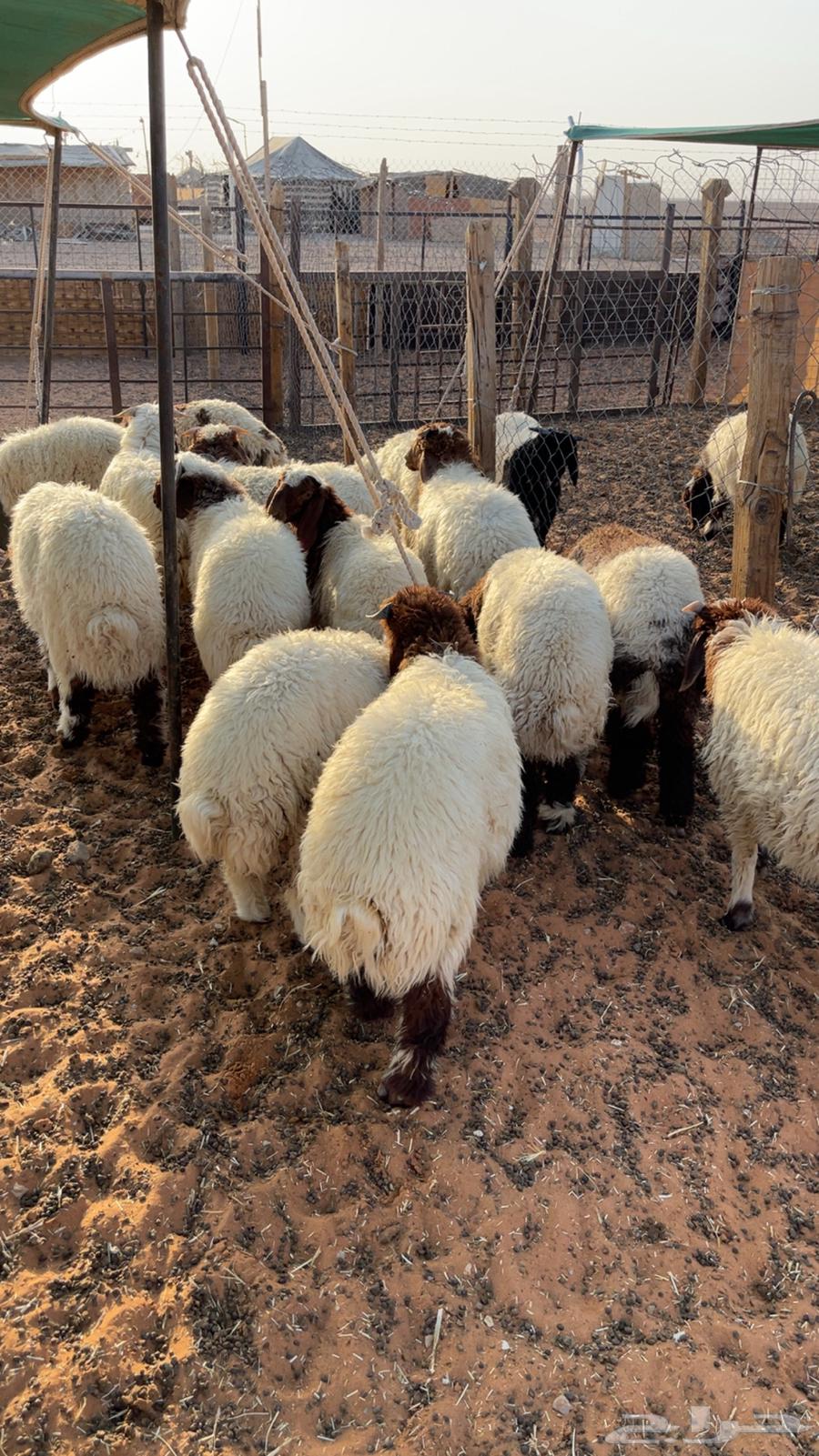 للبيع بهم نعيم( تم البيع )64584404593409110