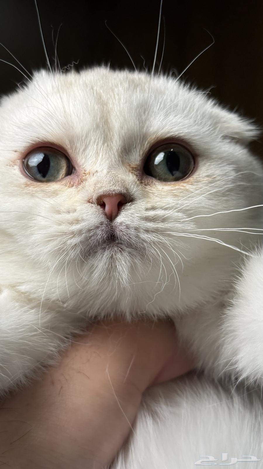 للبيع كيتن سكوتش تربل فولد سلفر فاخر64496778366595112